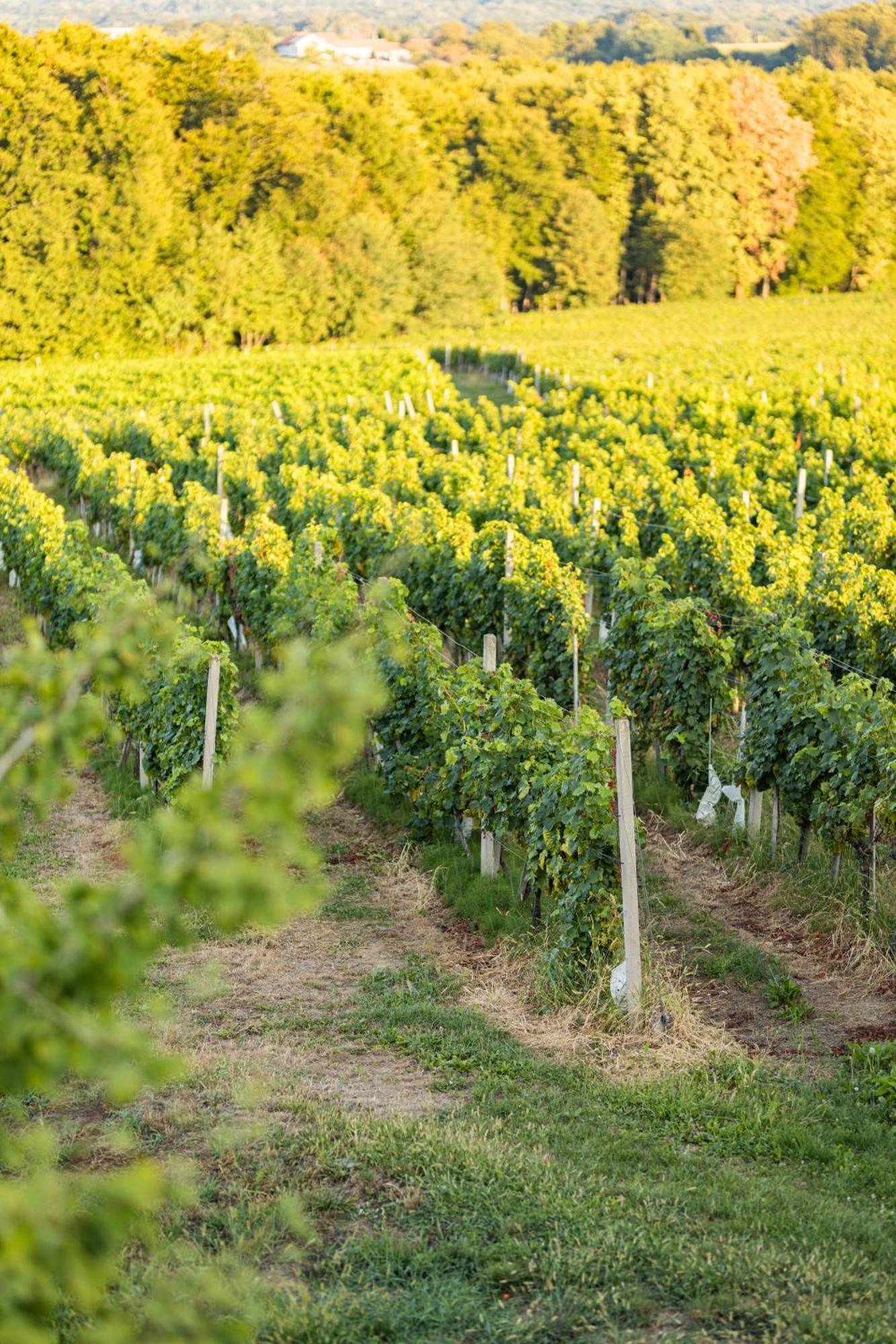 Wine Residence Kerman Strigova Eksteriør bilde